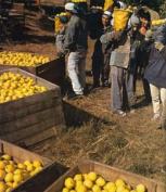 Cooperativa Trabajadores Unidos de Trabajo Agropecuario Ltda. Campo de Herrera